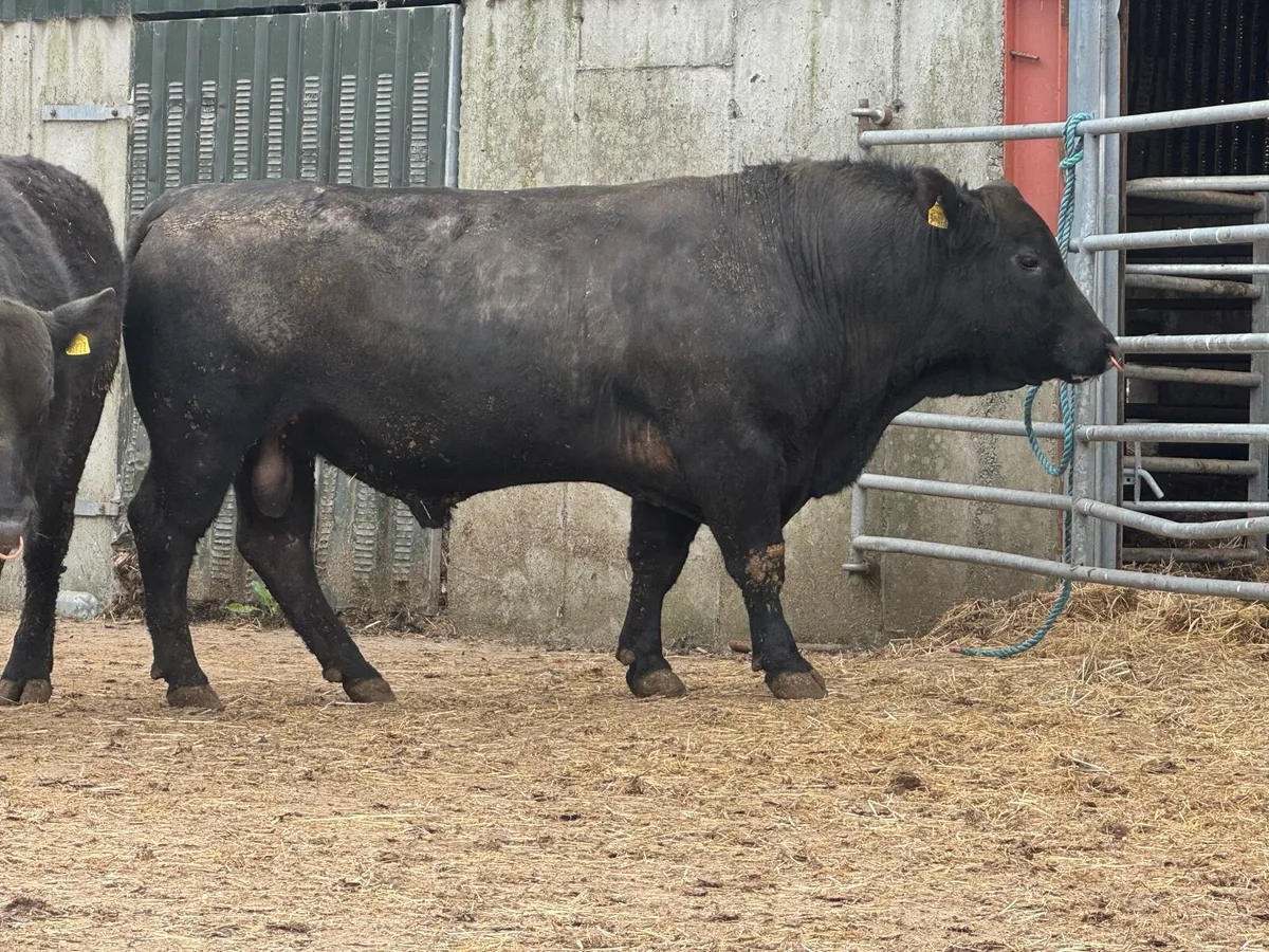 Pedigree Two year old Angus bulls - Image 4