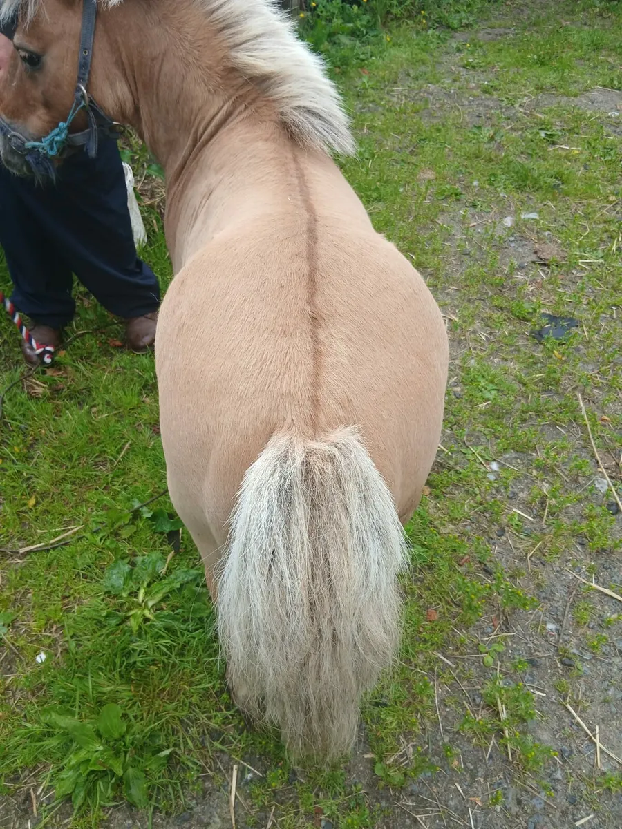 Palimino miniature stallion 32inches 10yo - Image 1