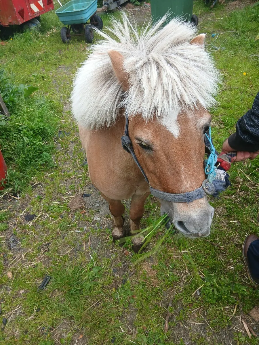 Palimino miniature stallion 32inches 10yo - Image 2