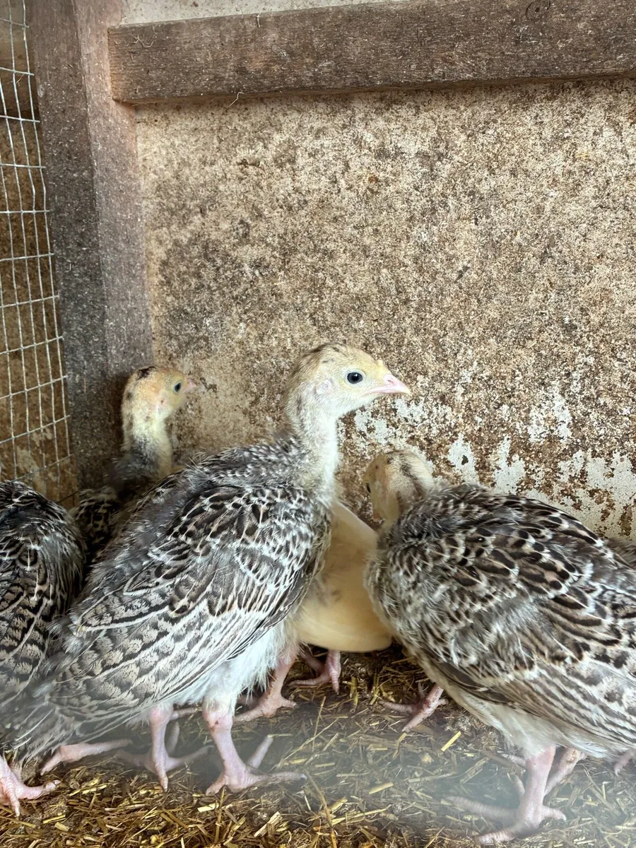 Turkeys - Image 1