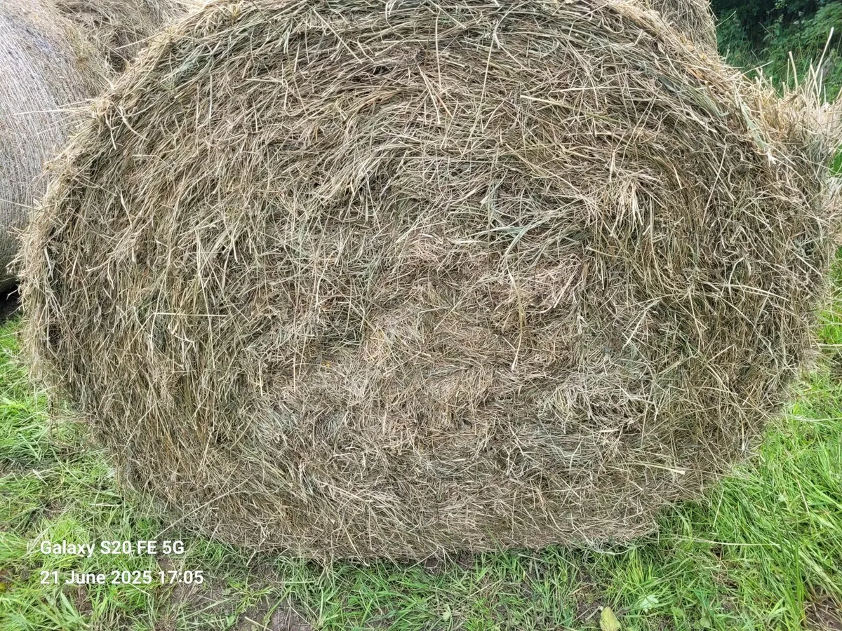 Bales of Hay - Image 1