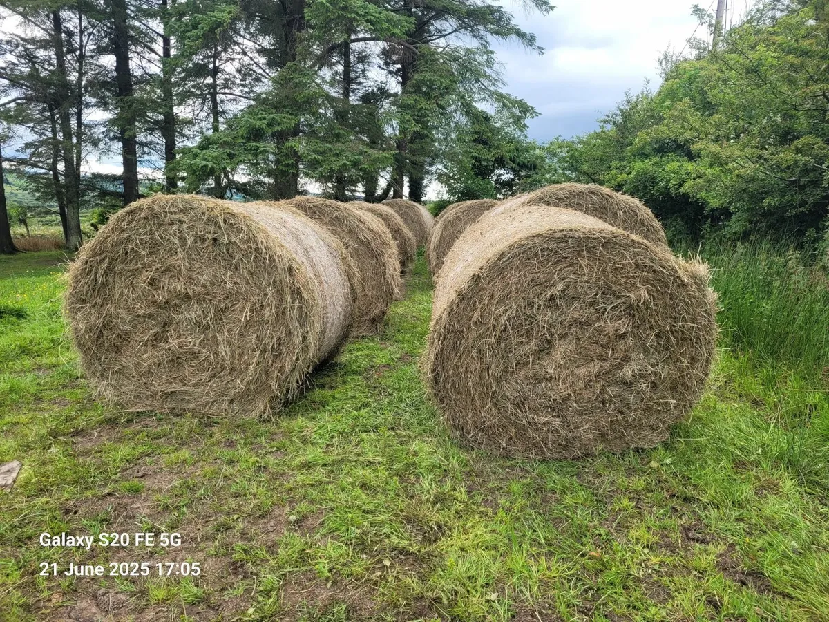 Bales of Hay - Image 2