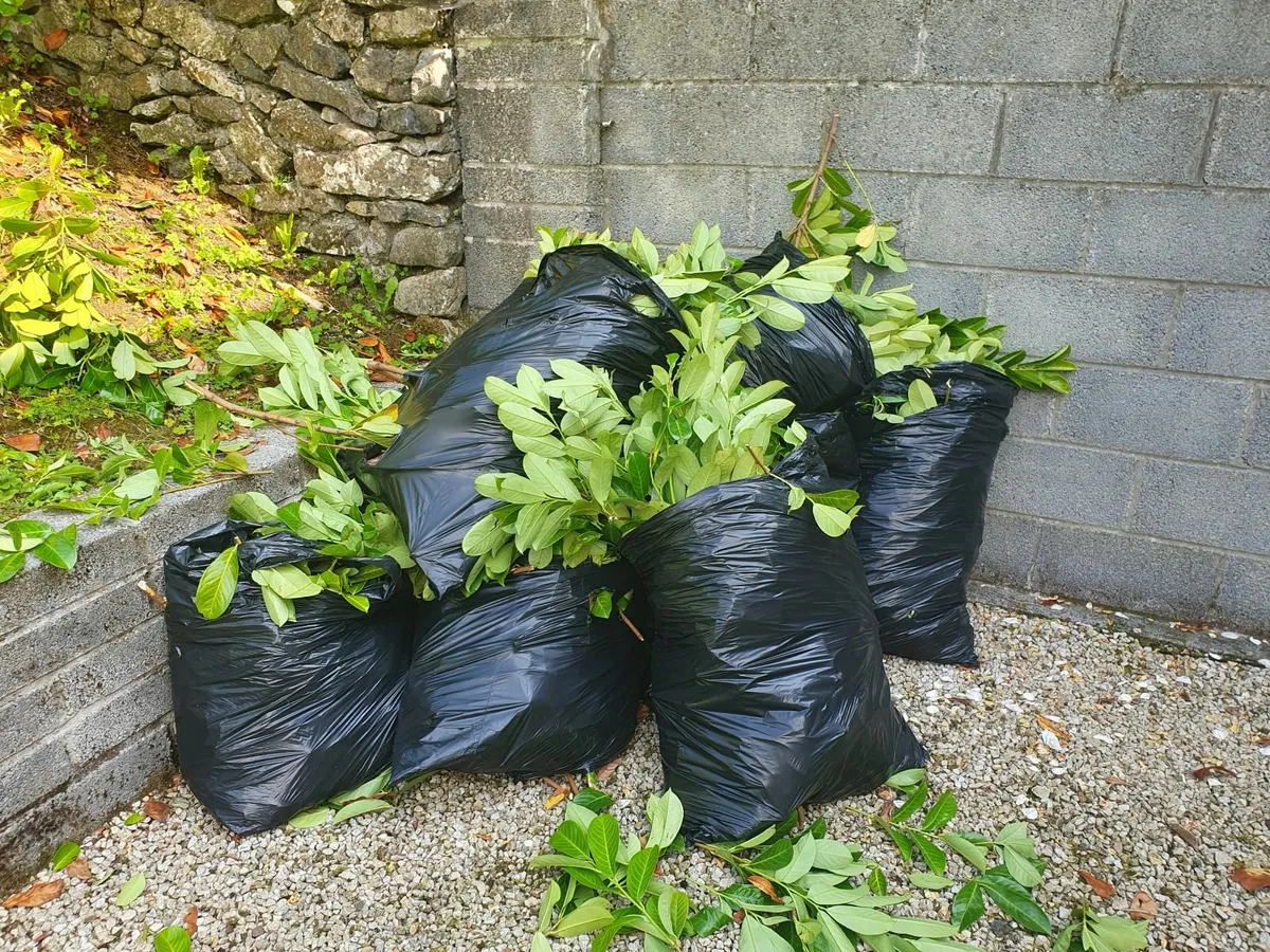 Fresh hedge cuttings