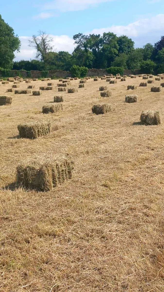 Hay small square bales - Image 1