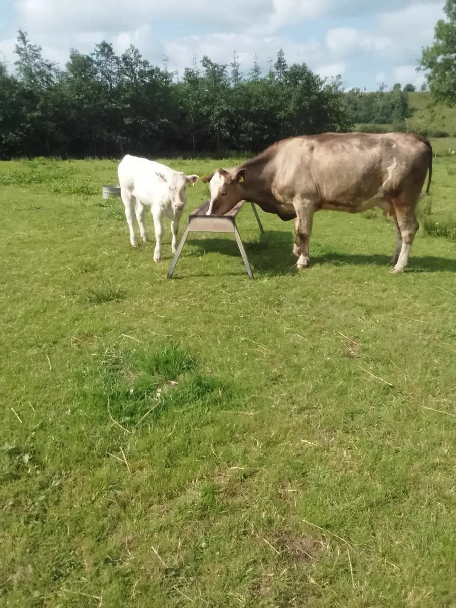 Cow and Calf - Image 1