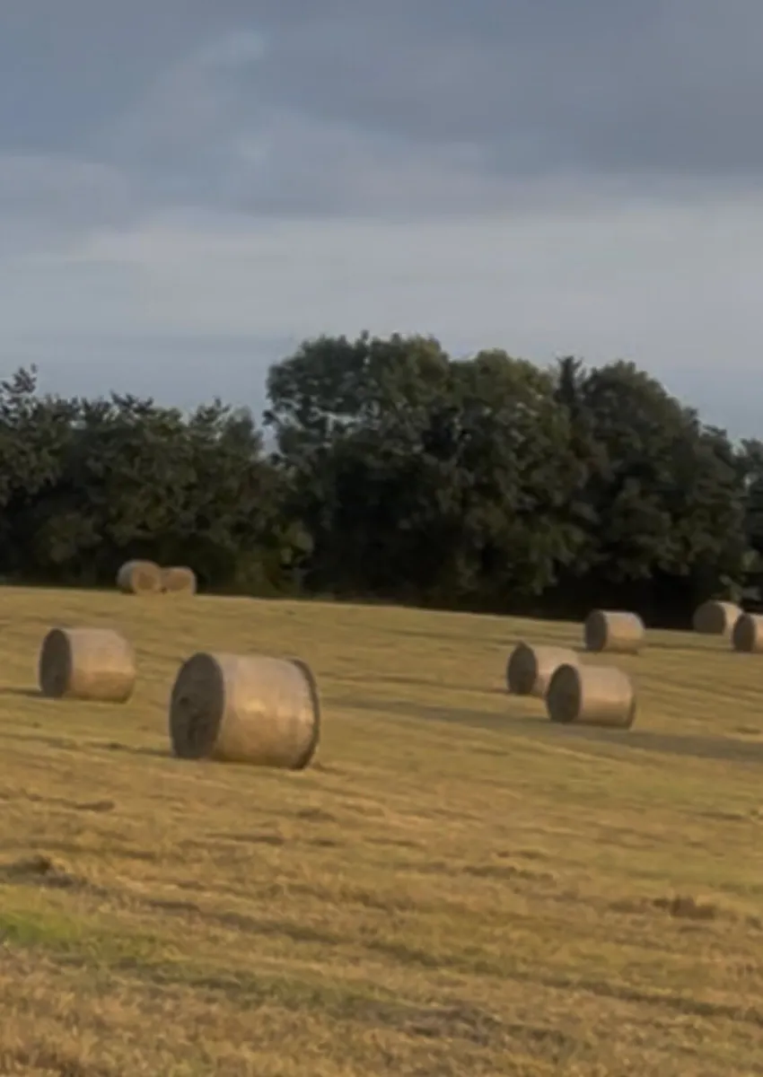 Hay - Image 2