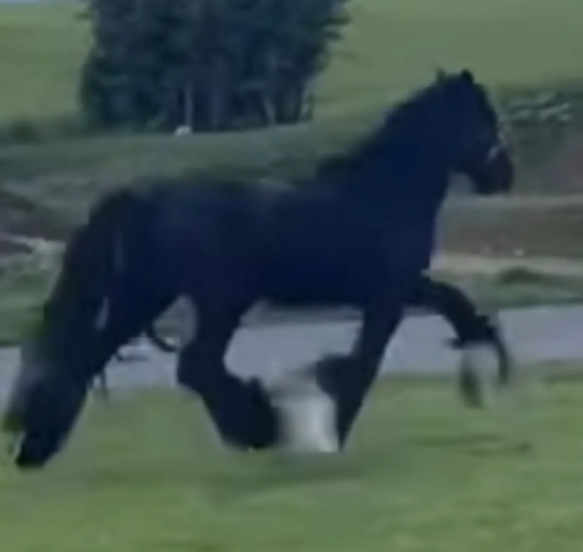 Horse - Image 1