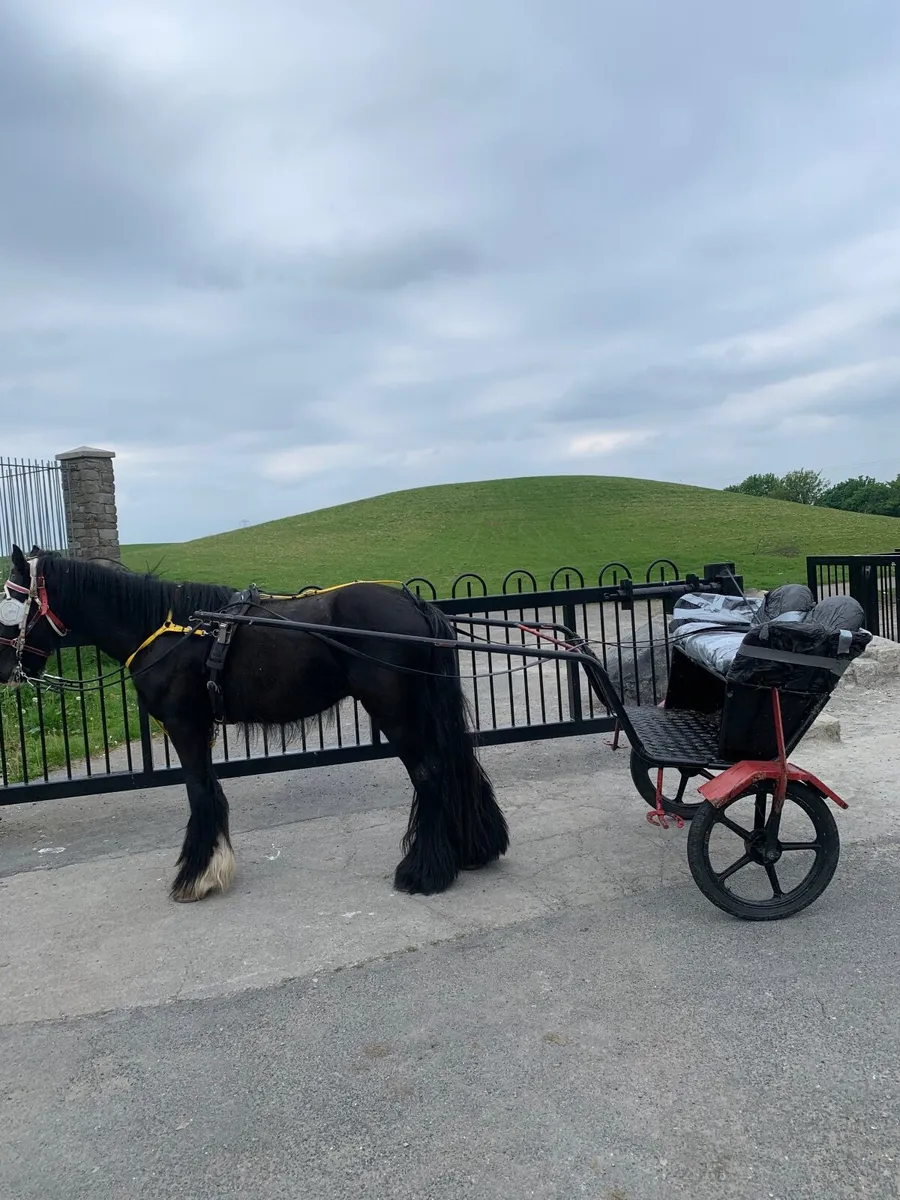 Horse - Image 4