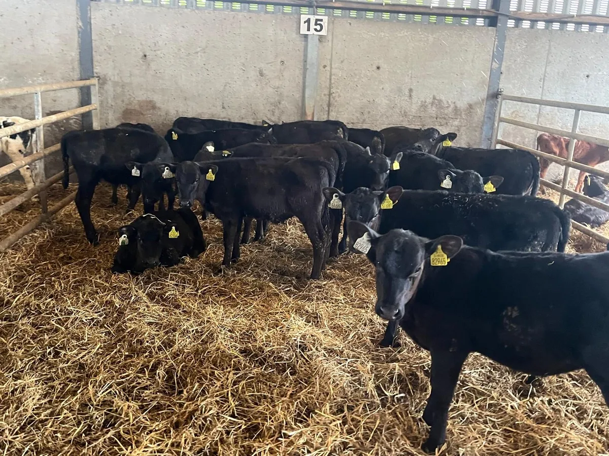 15 super  Angus weaned heifers - Image 1