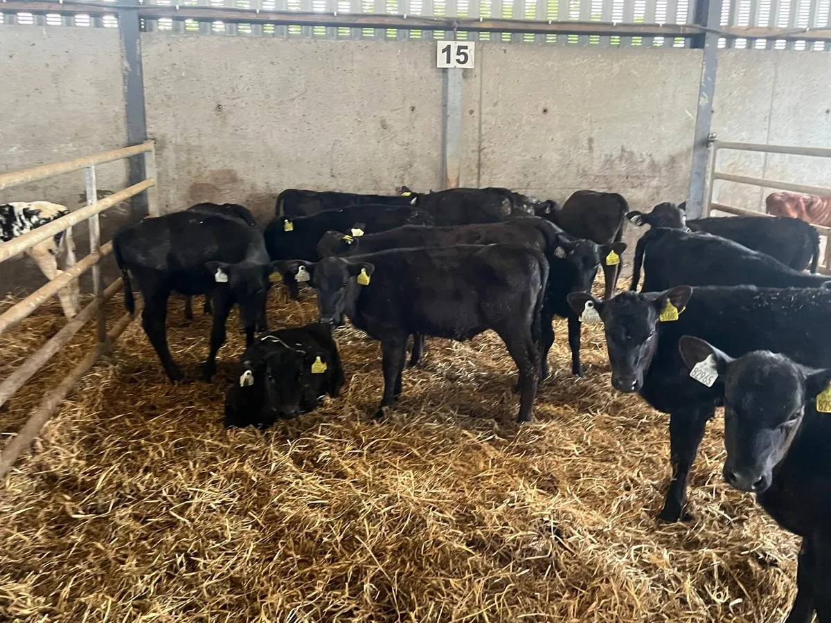 15 super  Angus weaned heifers - Image 2