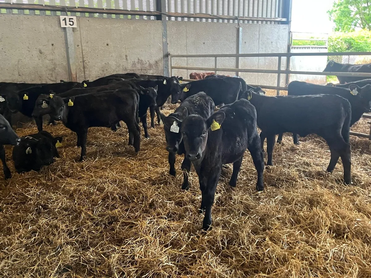 15 super  Angus weaned heifers - Image 3