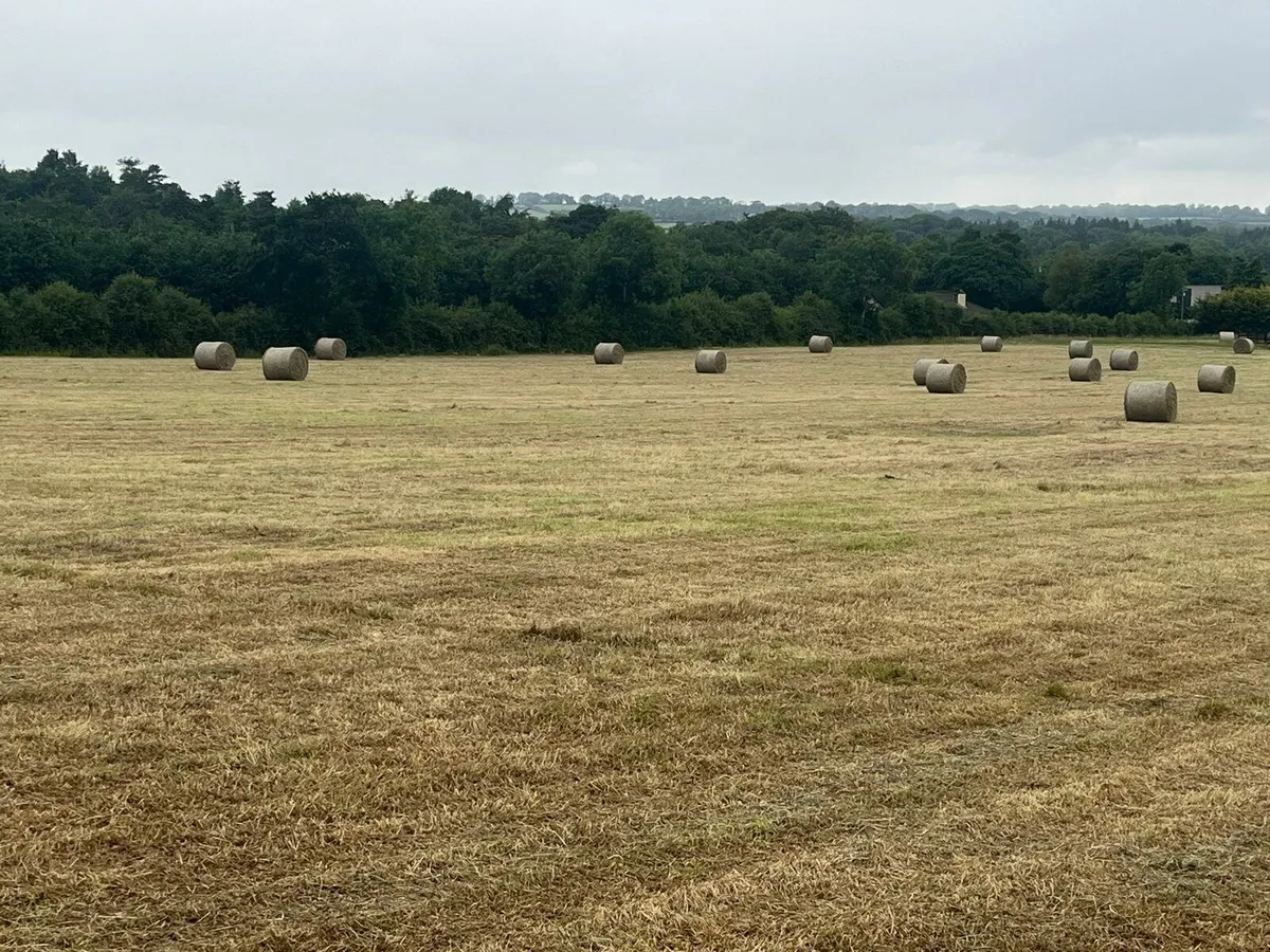 Baled Hay for sale - Image 3