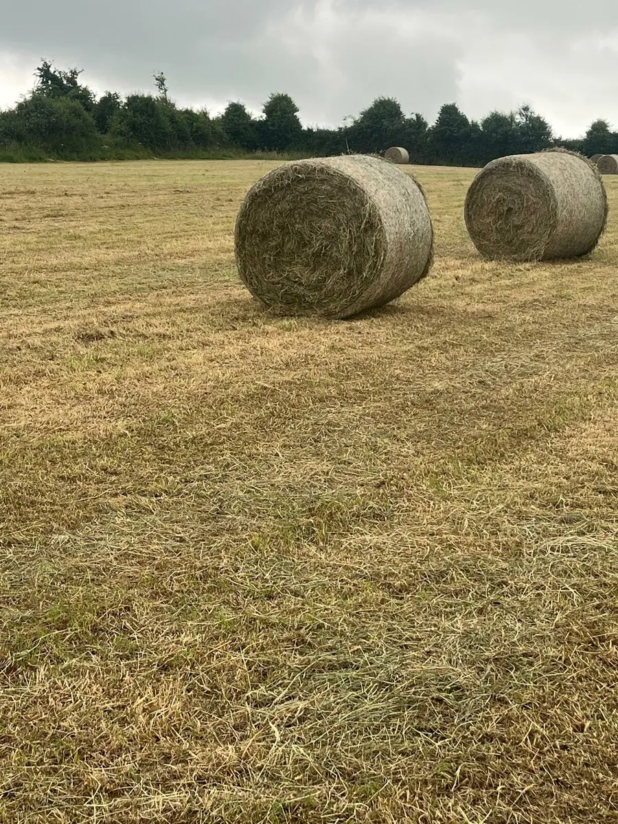 Baled Hay for sale - Image 1