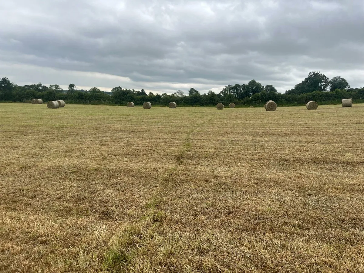 Baled Hay for sale - Image 4