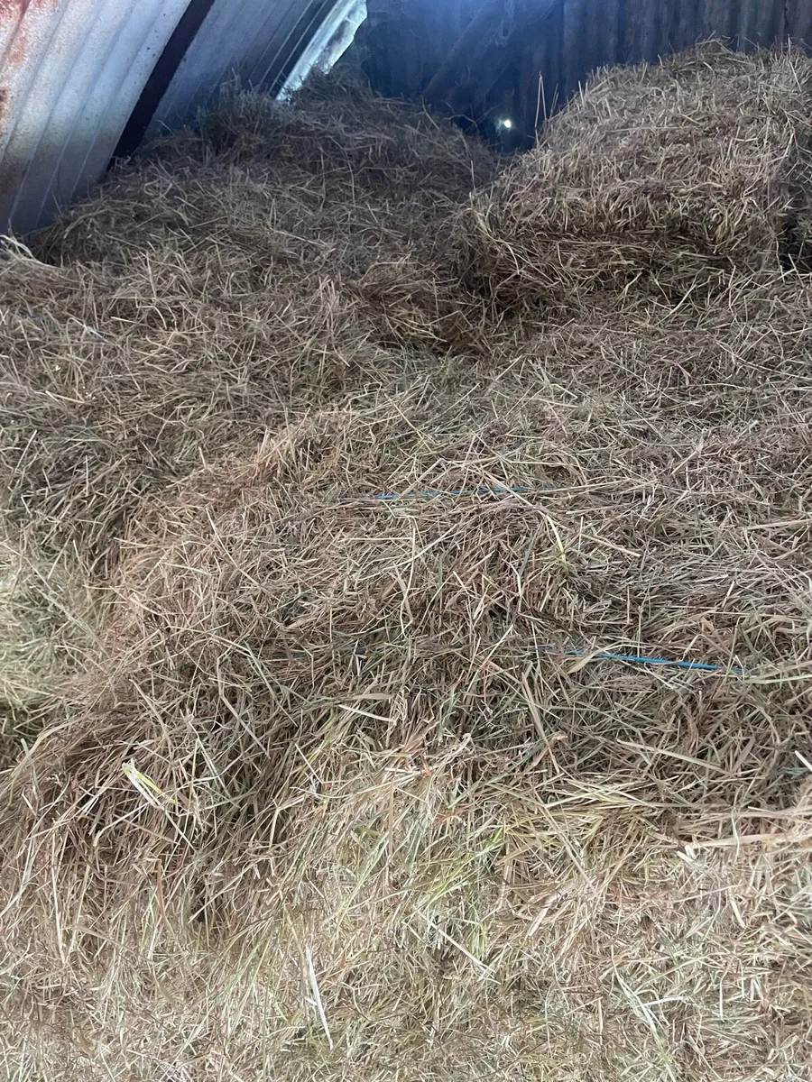 Small Square Hay Bales - Image 4