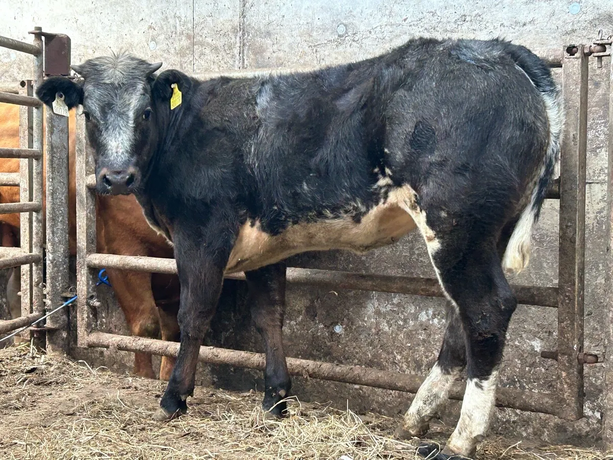 4 star breeding heifer - Image 4