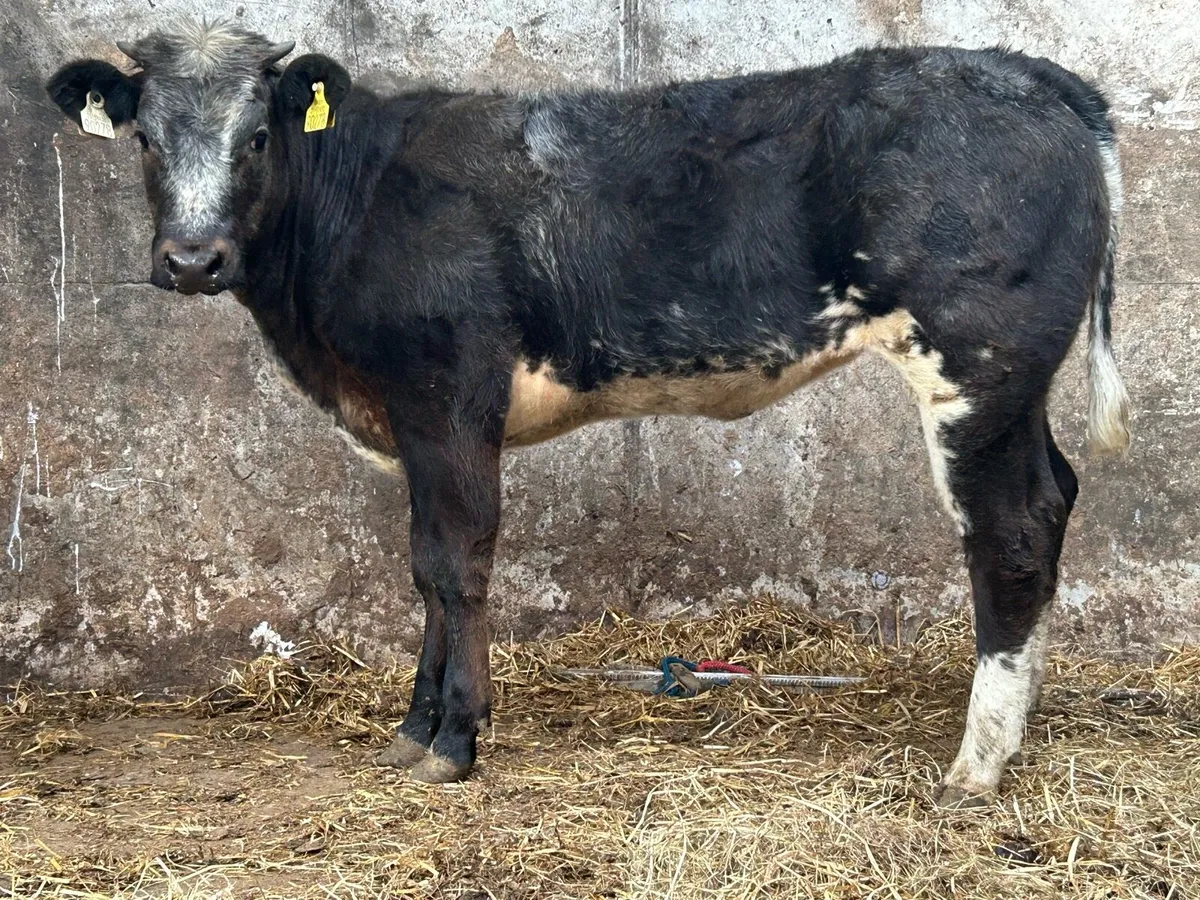 4 star breeding heifer - Image 1