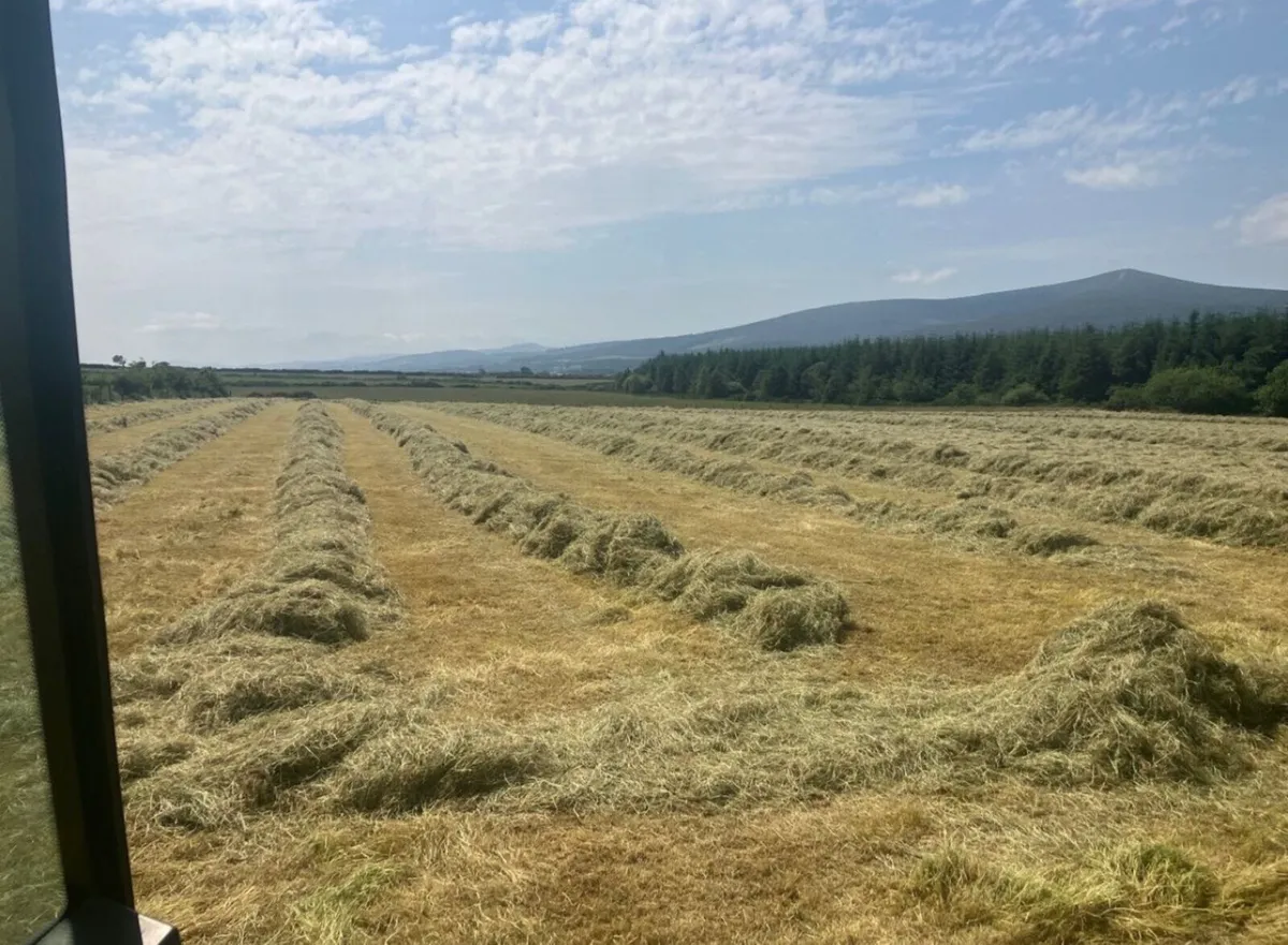 Square bales of hay