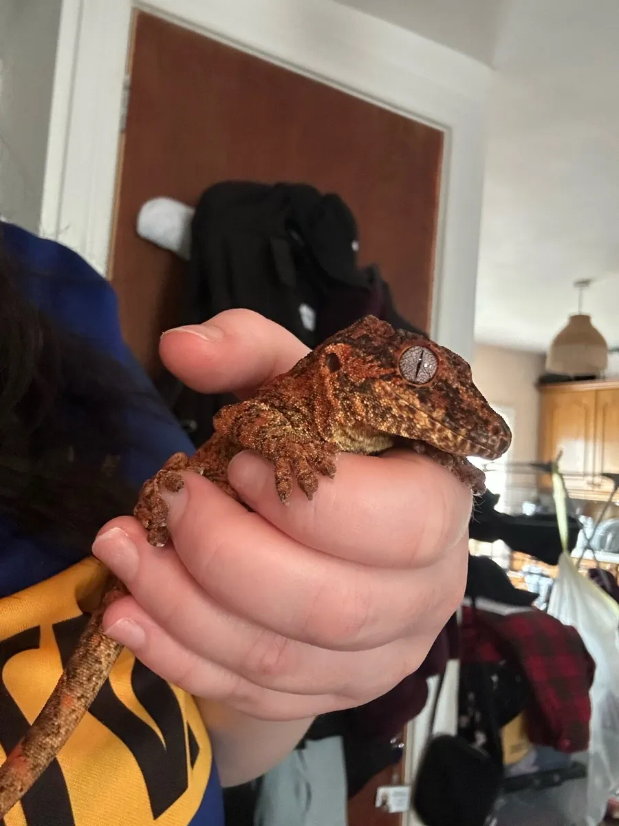 Gargoyle Gecko - Image 1