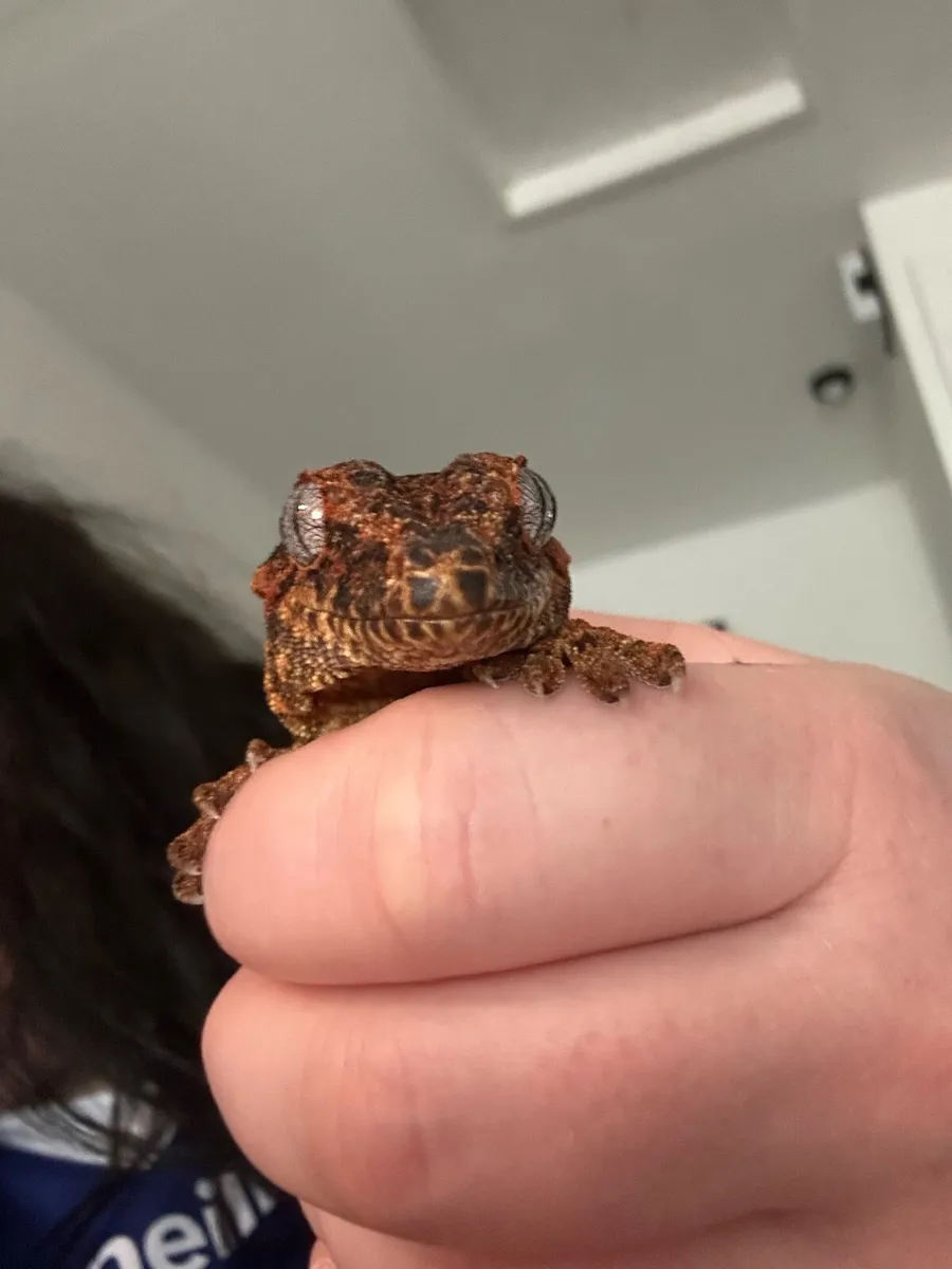 Gargoyle Gecko - Image 2