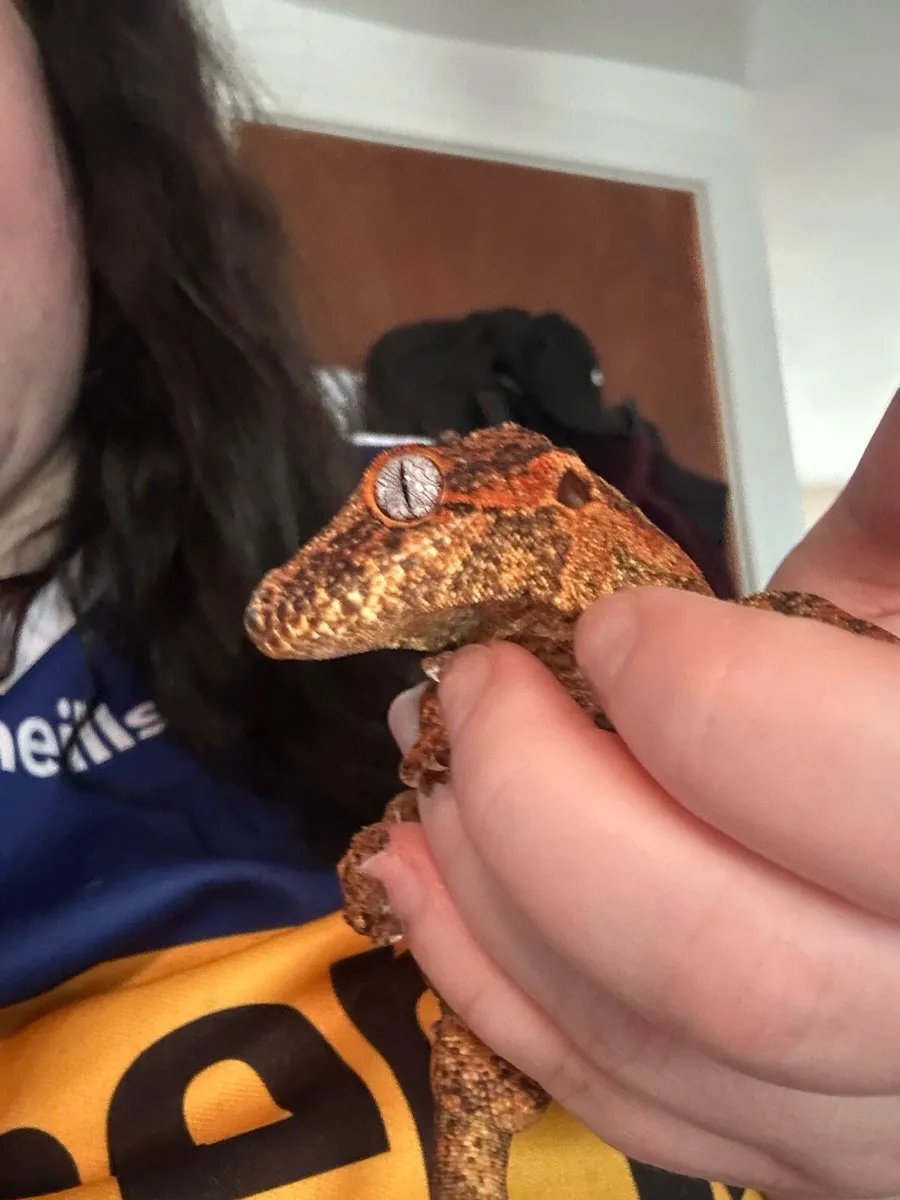 Gargoyle Gecko - Image 3