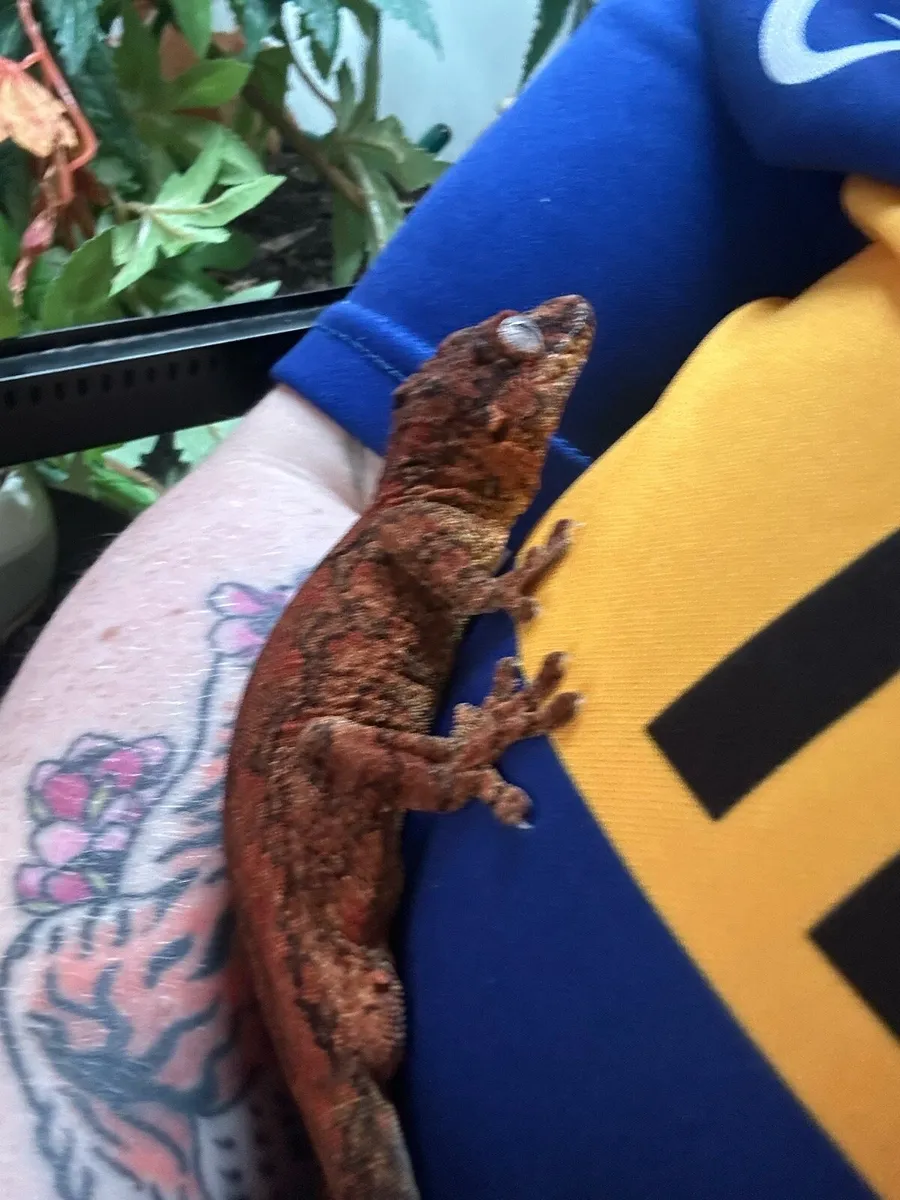 Gargoyle Gecko - Image 4