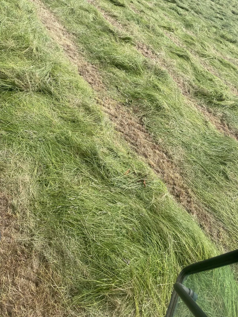 Hay - Image 4