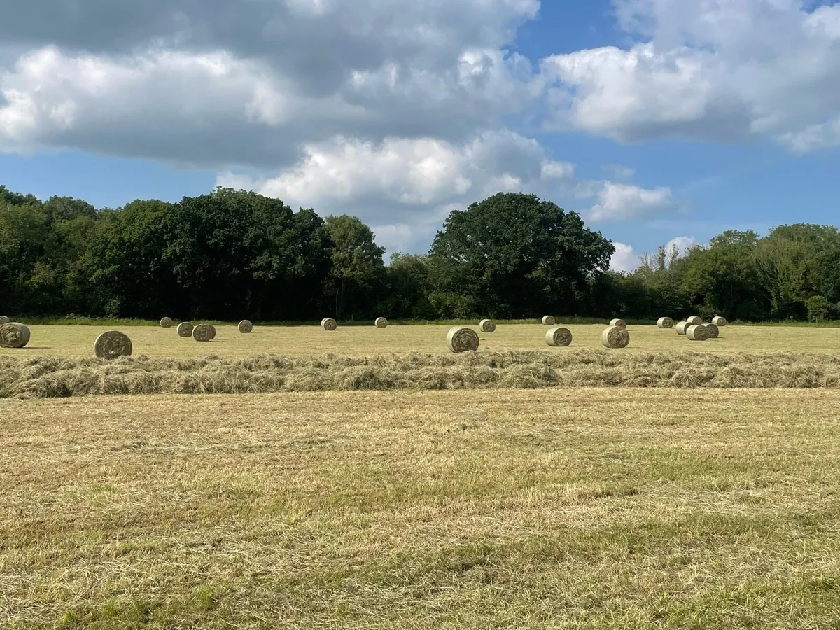 Hay - Image 3