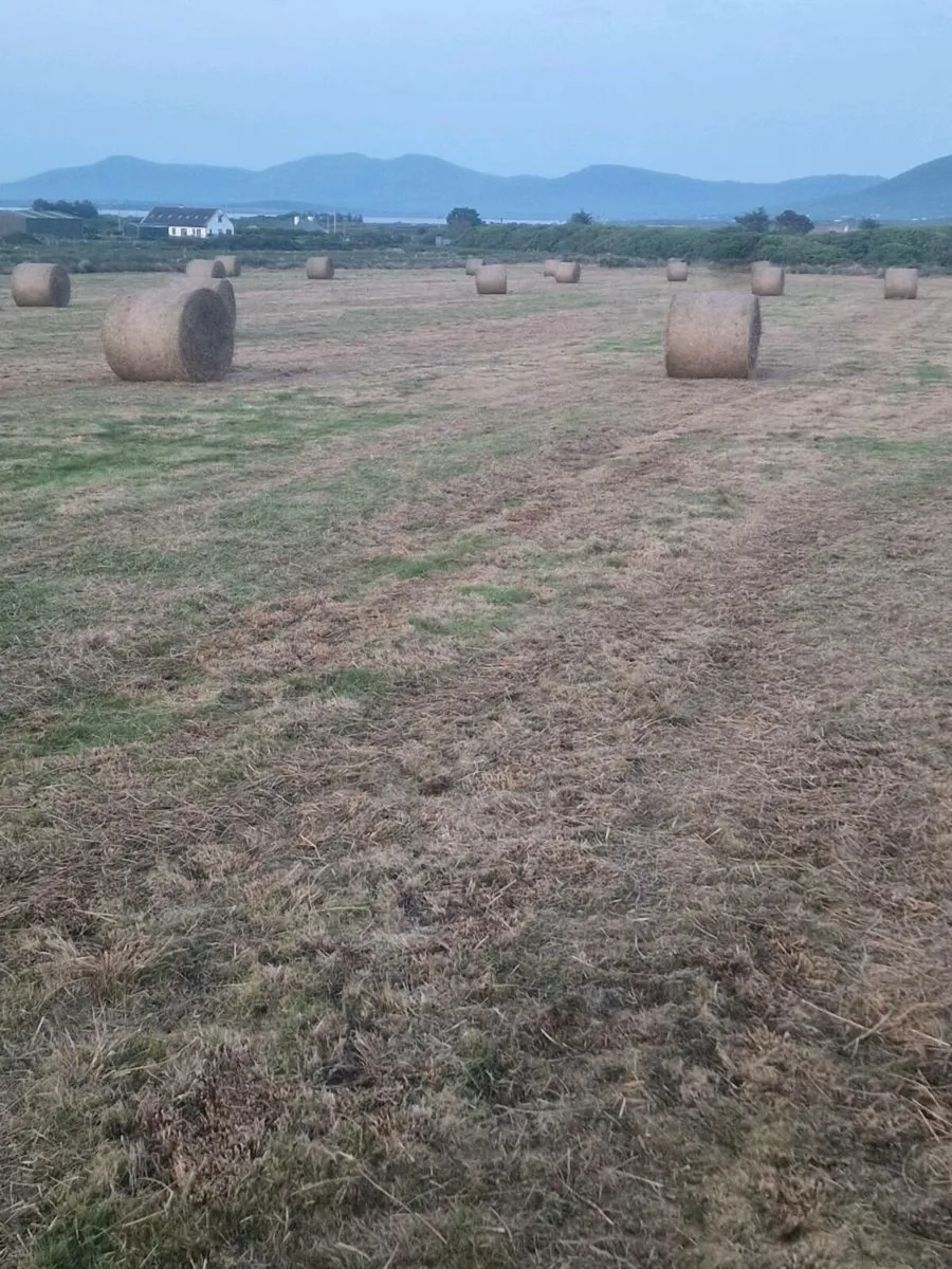 Round bales of rushes - Image 1