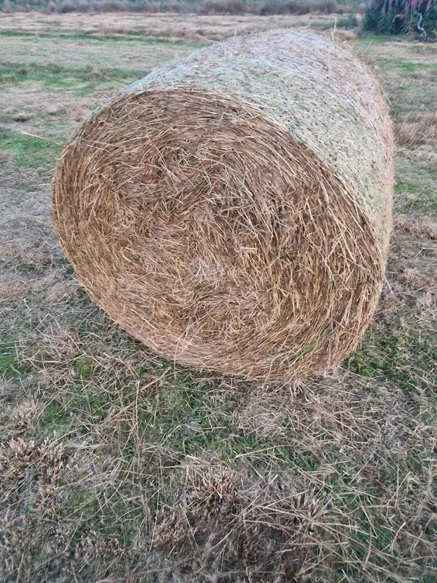 Round bales of rushes - Image 2