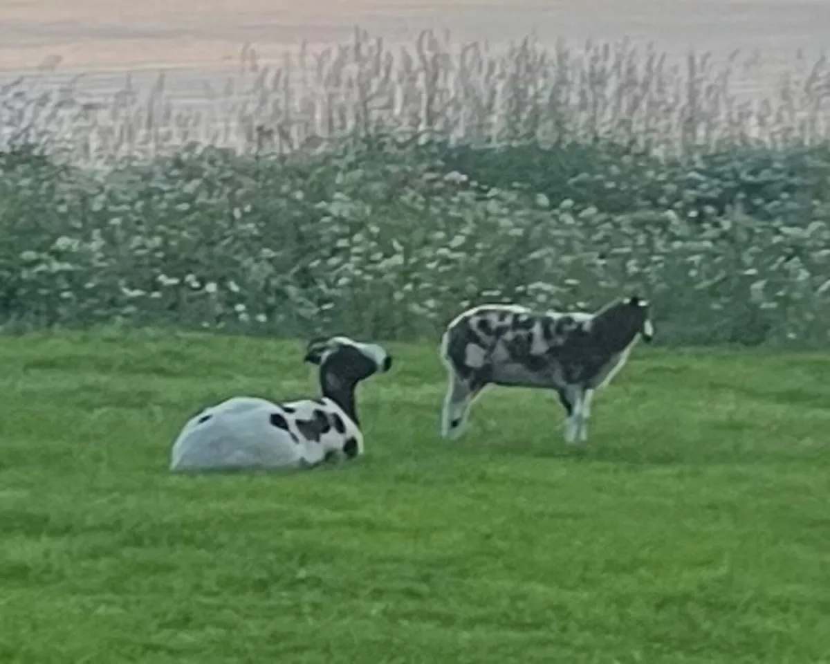Sheep - Image 1