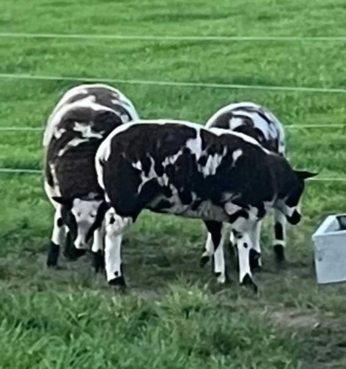 Sheep - Image 2