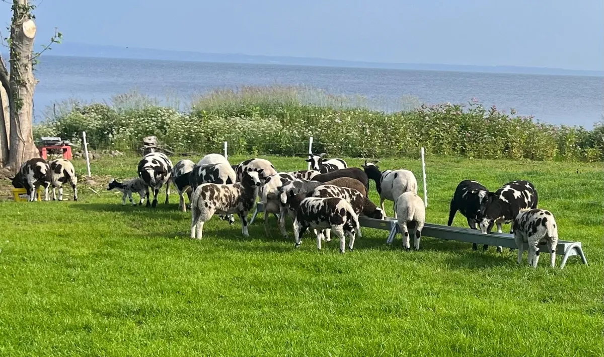 Sheep - Image 3