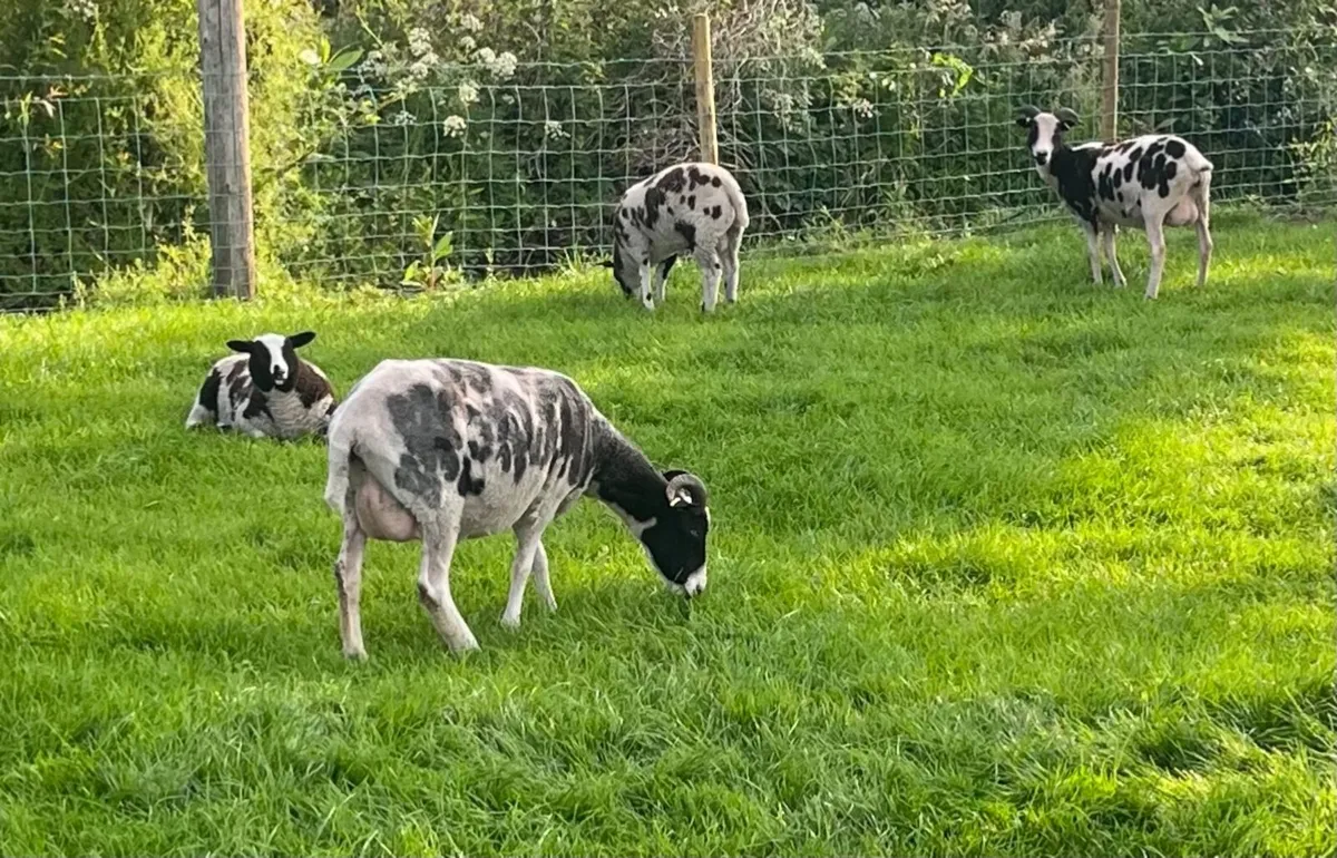 Sheep - Image 4