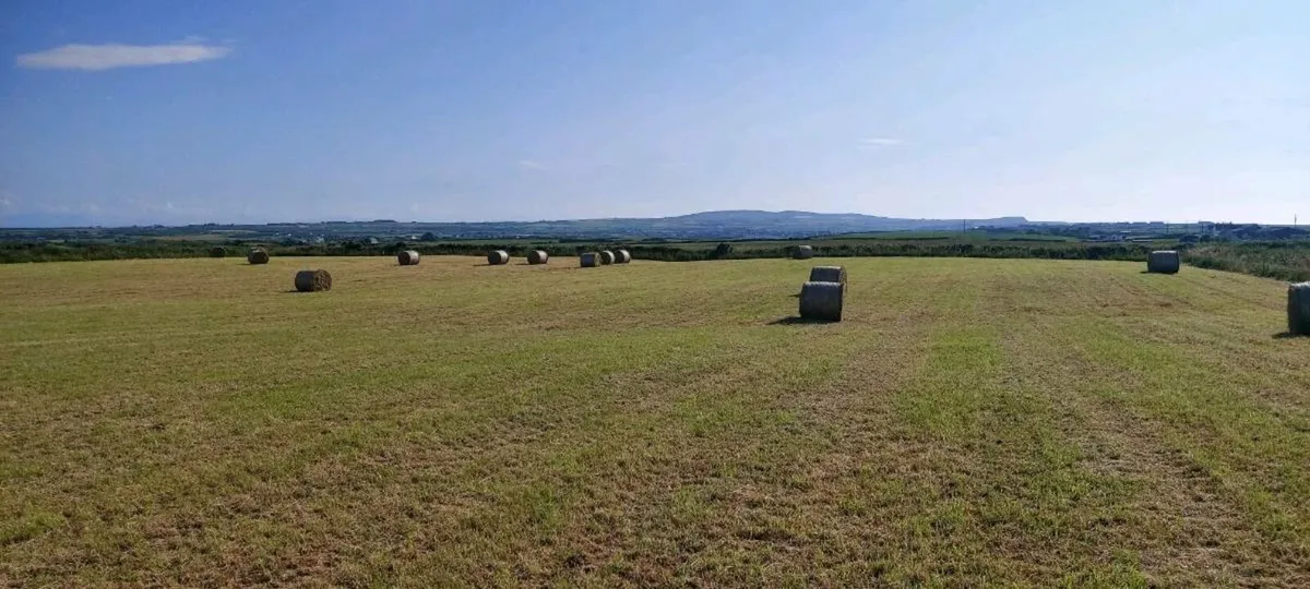 Hay - Image 1