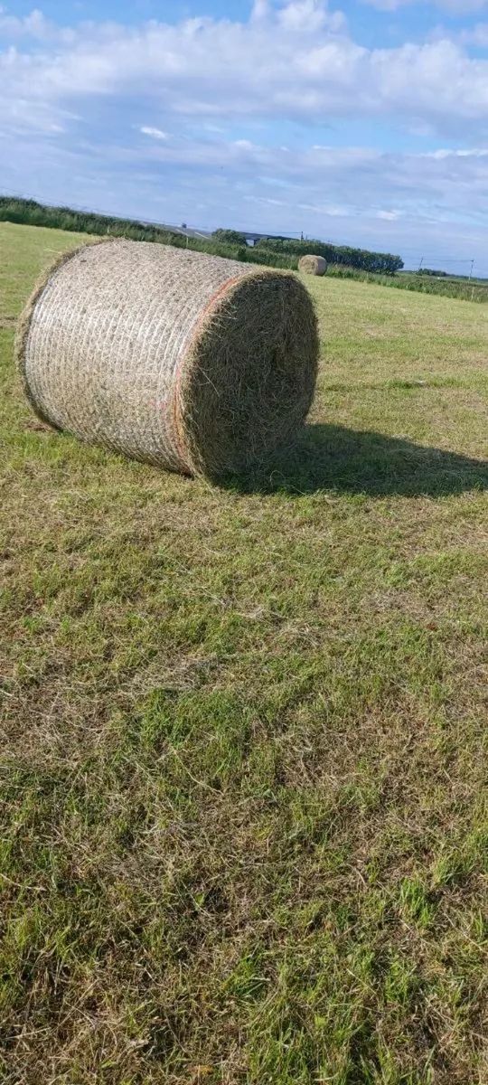 Hay - Image 2
