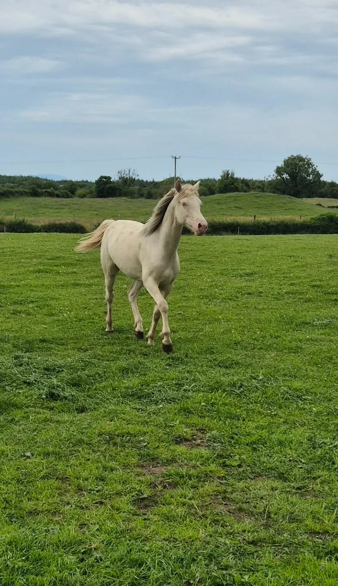 Conemmara pony - Image 2