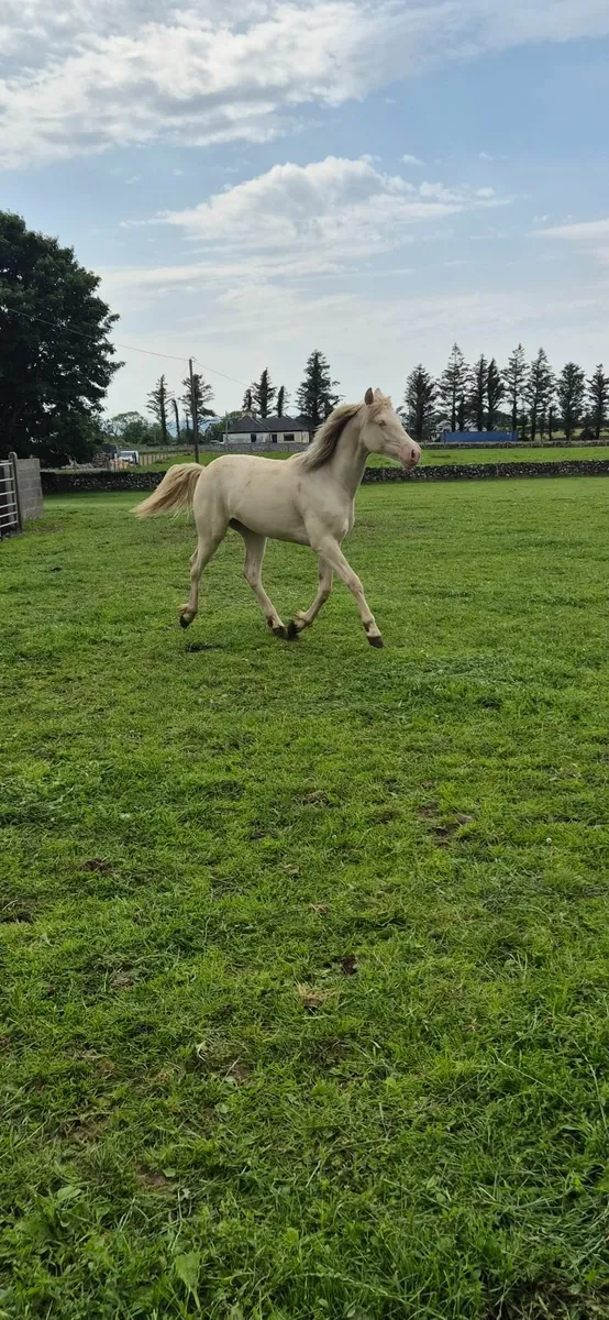 Conemmara pony - Image 3