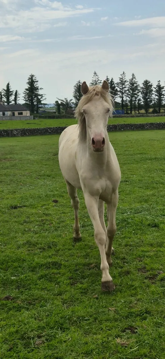 Conemmara pony - Image 4