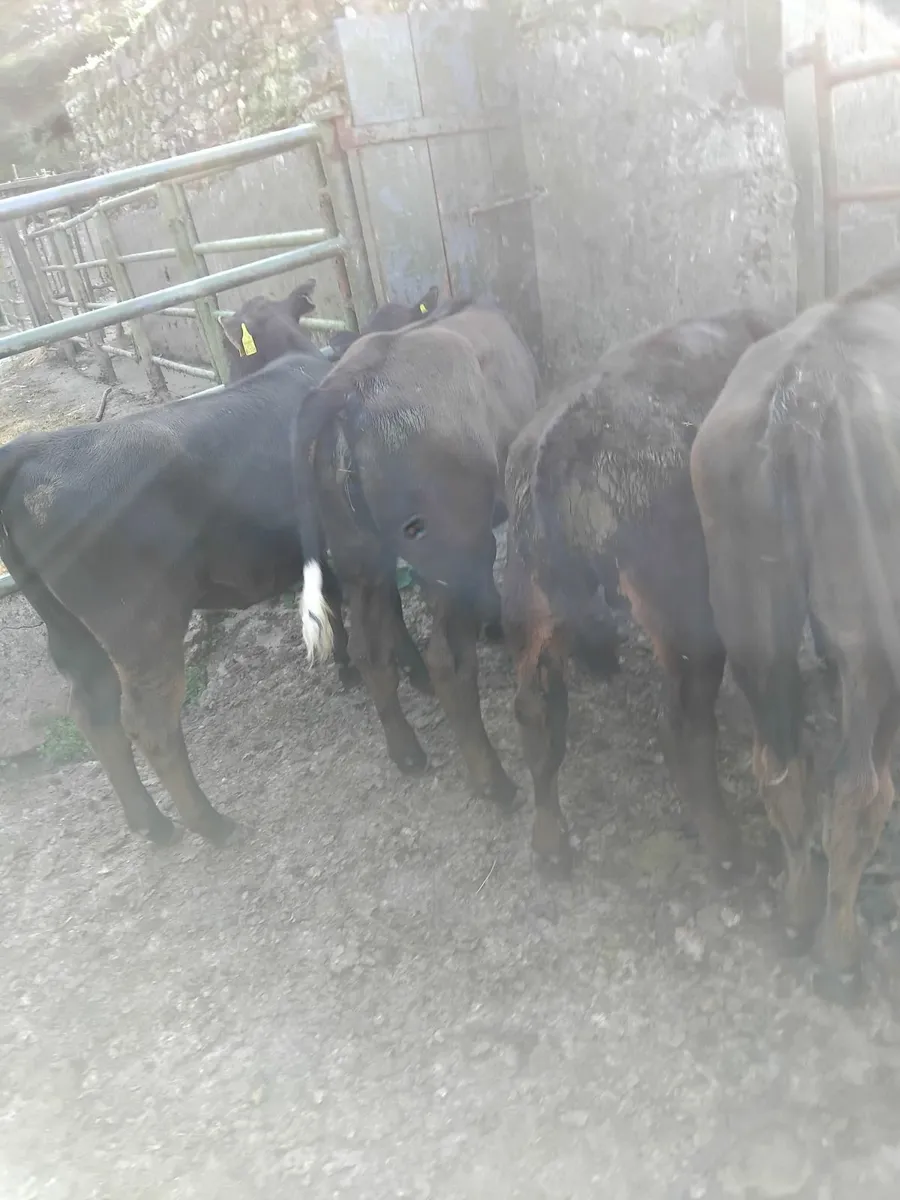 Reared calves - Image 1