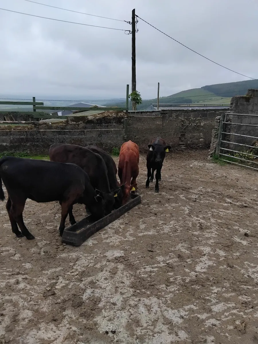 Reared calves - Image 2