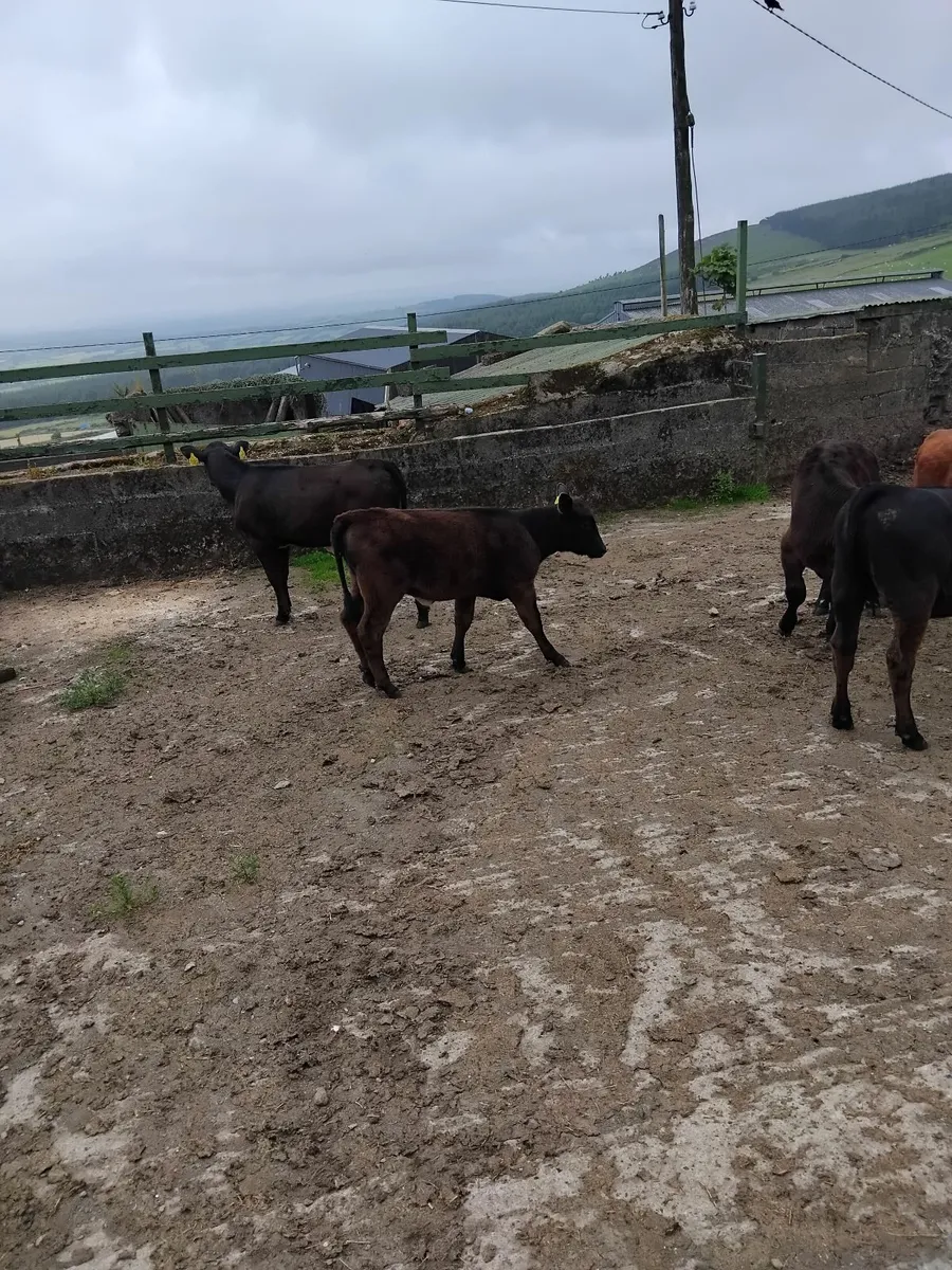 Reared calves - Image 3