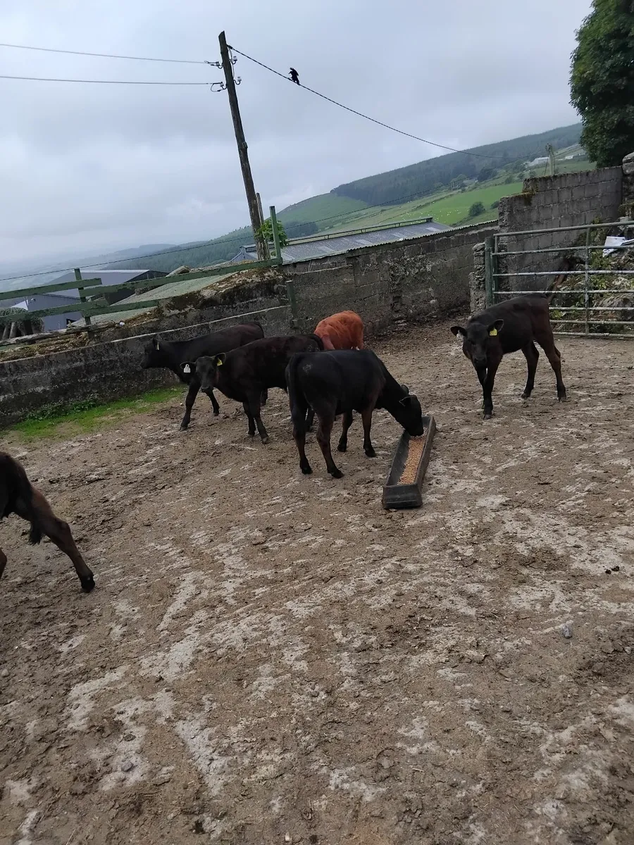 Reared calves - Image 4