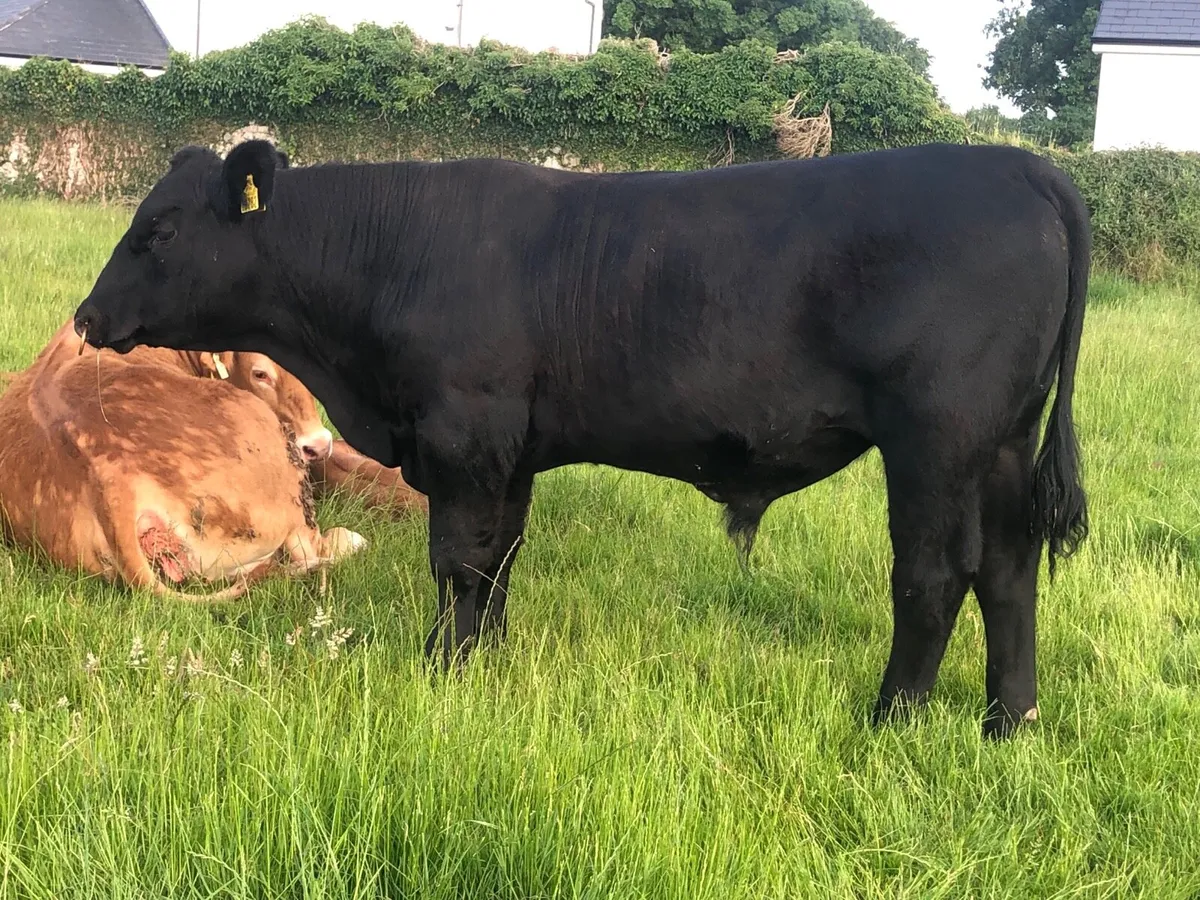 Angus bull - Image 2