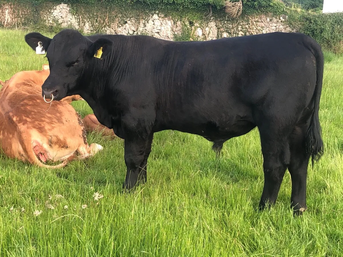Angus bull - Image 1
