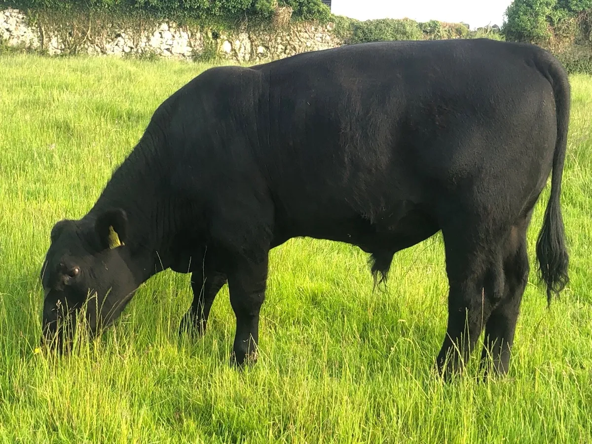 Angus bull - Image 4