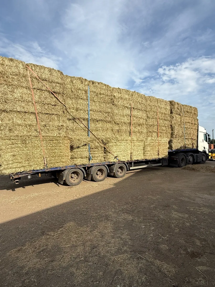 English hay as green as you can get - Image 1