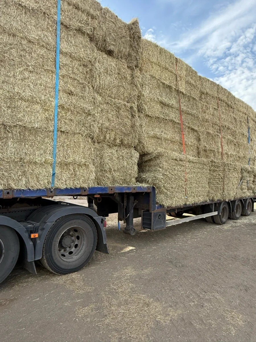 English hay as green as you can get - Image 2
