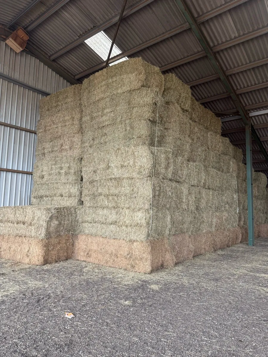 English hay as green as you can get - Image 3