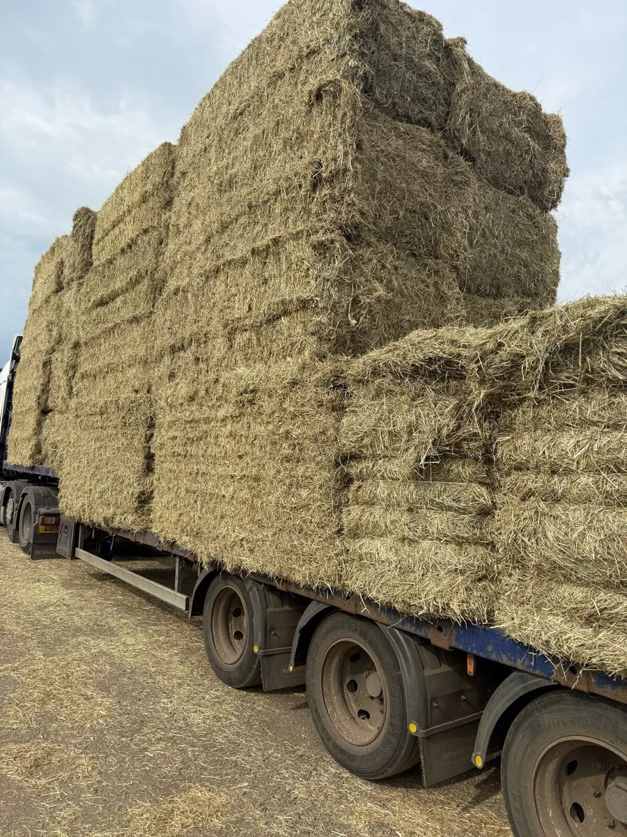 English hay as green as you can get - Image 4